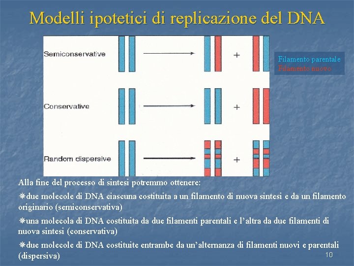 Modelli ipotetici di replicazione del DNA Filamento parentale Filamento nuovo Alla fine del processo