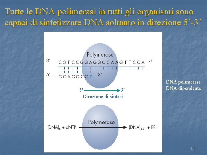 Tutte le DNA polimerasi in tutti gli organismi sono capaci di sintetizzare DNA soltanto