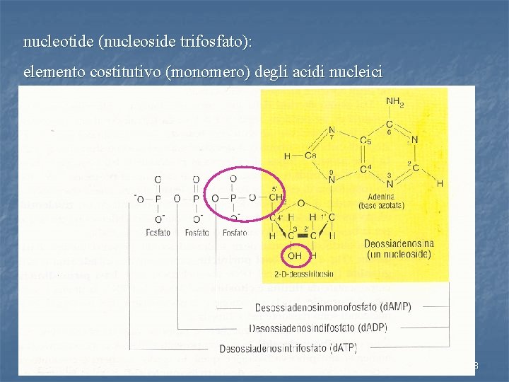nucleotide (nucleoside trifosfato): elemento costitutivo (monomero) degli acidi nucleici 13 