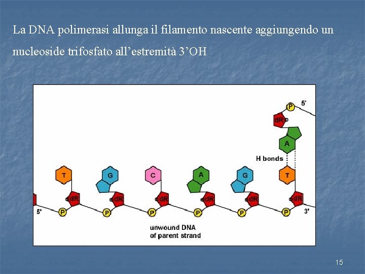 La DNA polimerasi allunga il filamento nascente aggiungendo un nucleoside trifosfato all’estremità 3’OH 15