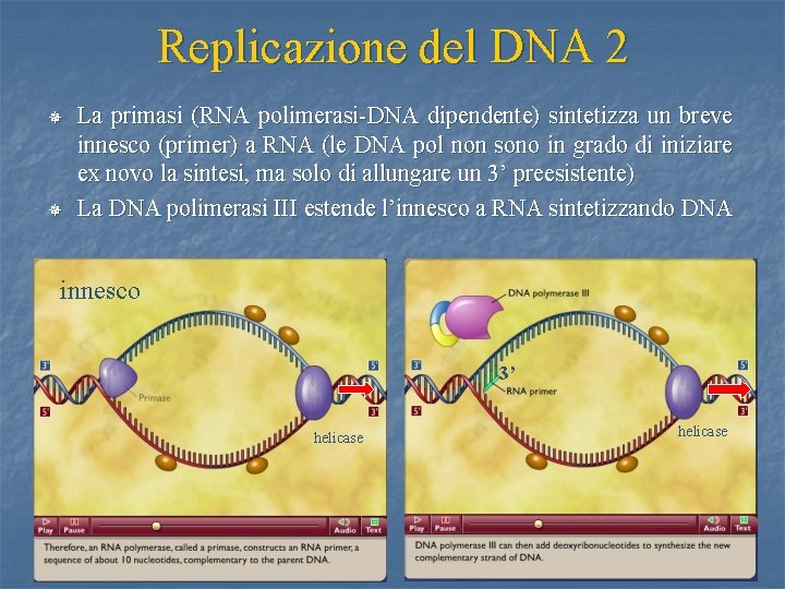 Replicazione del DNA 2 ¯ ¯ La primasi (RNA polimerasi-DNA dipendente) sintetizza un breve