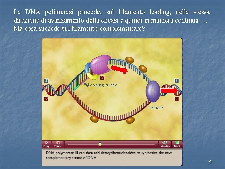 La DNA polimerasi procede, sul filamento leading, nella stessa direzione di avanzamento della elicasi
