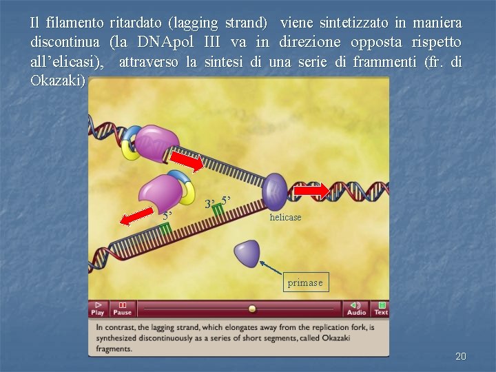 Il filamento ritardato (lagging strand) viene sintetizzato in maniera discontinua (la DNApol III va