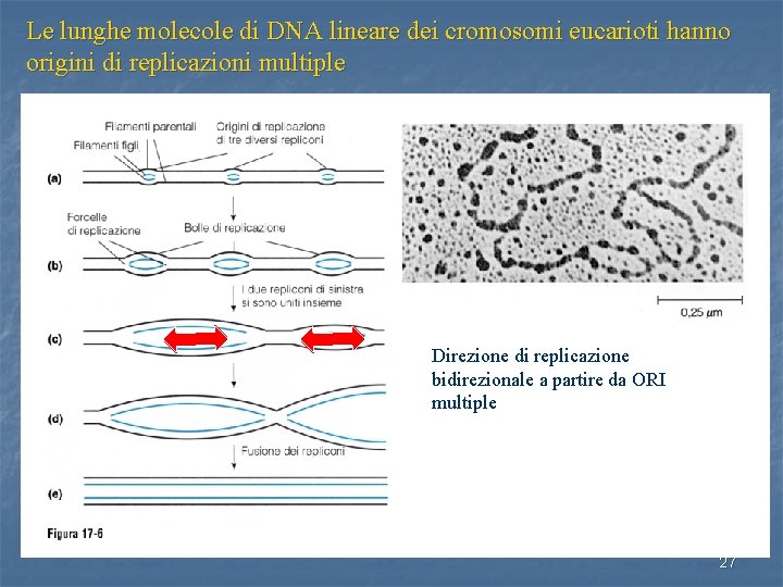Le lunghe molecole di DNA lineare dei cromosomi eucarioti hanno origini di replicazioni multiple