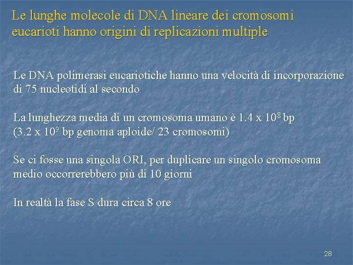 Le lunghe molecole di DNA lineare dei cromosomi eucarioti hanno origini di replicazioni multiple