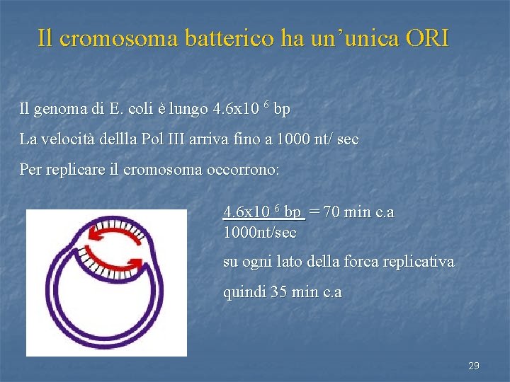 Il cromosoma batterico ha un’unica ORI Il genoma di E. coli è lungo 4.