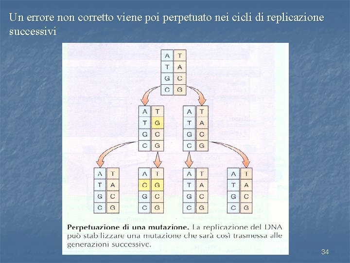 Un errore non corretto viene poi perpetuato nei cicli di replicazione successivi 34 