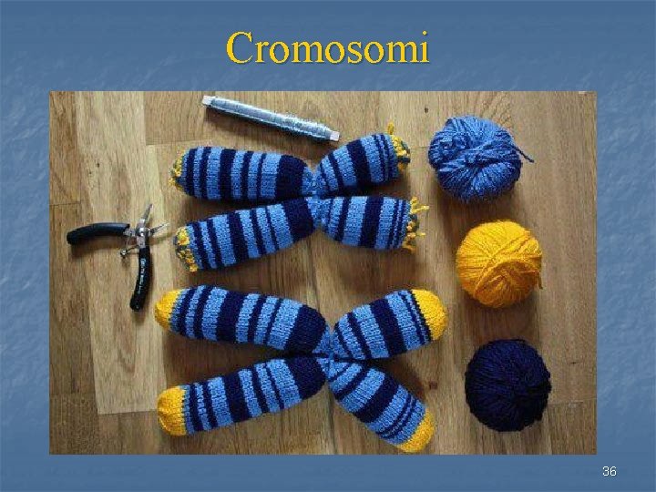 Cromosomi 36 