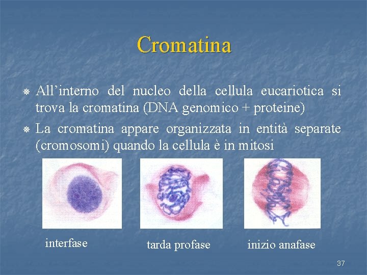 Cromatina ¯ ¯ All’interno del nucleo della cellula eucariotica si trova la cromatina (DNA