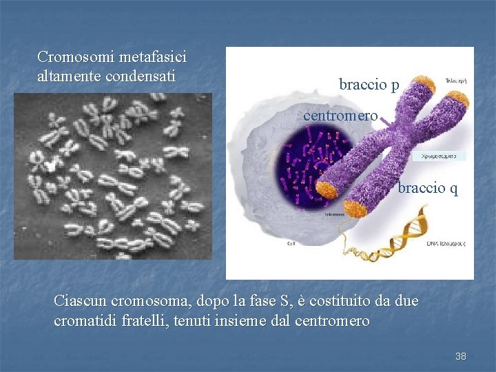 Cromosomi metafasici altamente condensati braccio p centromero braccio q Ciascun cromosoma, dopo la fase