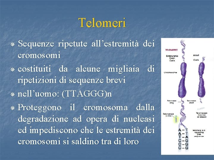 Telomeri Sequenze ripetute all’estremità dei cromosomi ¯ costituiti da alcune migliaia di ripetizioni di