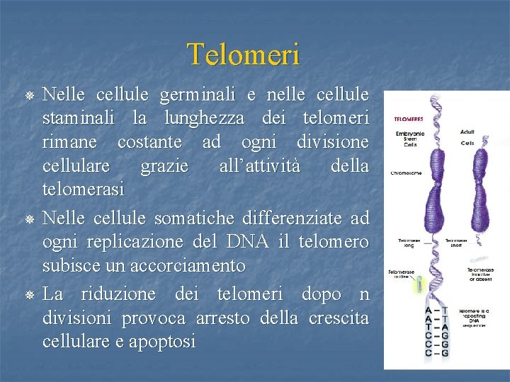 Telomeri ¯ ¯ ¯ Nelle cellule germinali e nelle cellule staminali la lunghezza dei