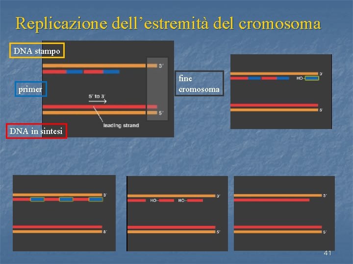 Replicazione dell’estremità del cromosoma DNA stampo primer fine cromosoma DNA in sintesi 41 