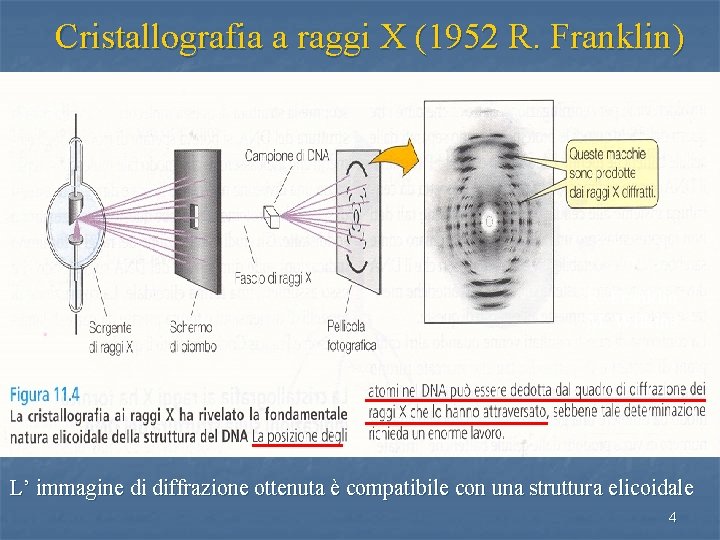 Cristallografia a raggi X (1952 R. Franklin) R. Franklin M. Wilkins L’ immagine di