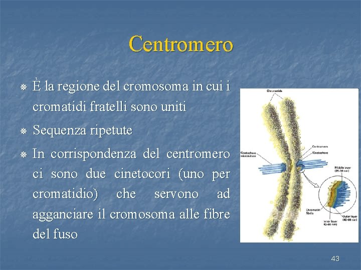Centromero ¯ È la regione del cromosoma in cui i cromatidi fratelli sono uniti