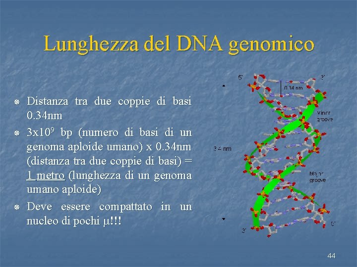 Lunghezza del DNA genomico ¯ ¯ ¯ Distanza tra due coppie di basi 0.