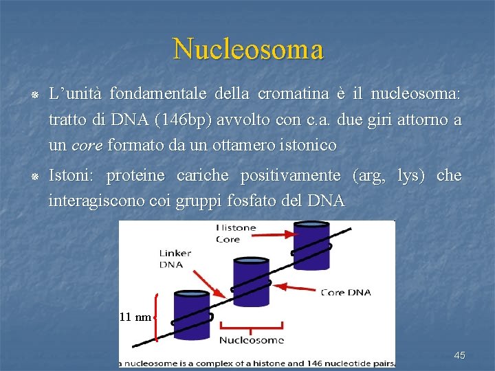 Nucleosoma ¯ L’unità fondamentale della cromatina è il nucleosoma: tratto di DNA (146 bp)