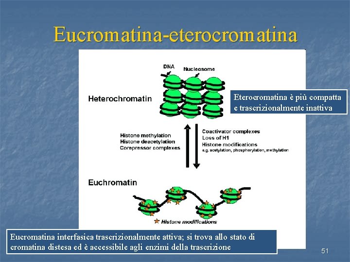 Eucromatina-eterocromatina Eterocromatina è più compatta e trascrizionalmente inattiva Eucromatina interfasica trascrizionalmente attiva; si trova