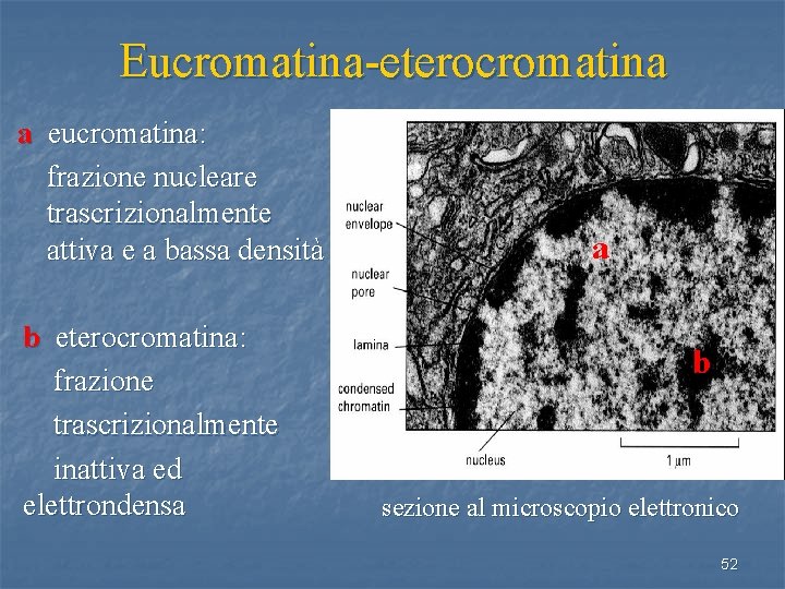 Eucromatina-eterocromatina a eucromatina: frazione nucleare trascrizionalmente attiva e a bassa densità b eterocromatina: frazione