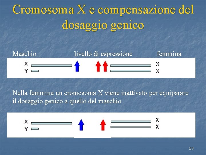 Cromosoma X e compensazione del dosaggio genico Maschio livello di espressione femmina Nella femmina