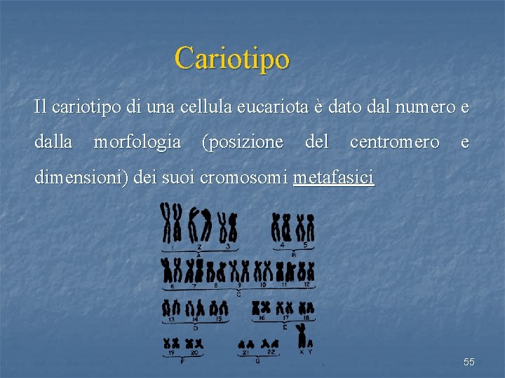 Cariotipo Il cariotipo di una cellula eucariota è dato dal numero e dalla morfologia