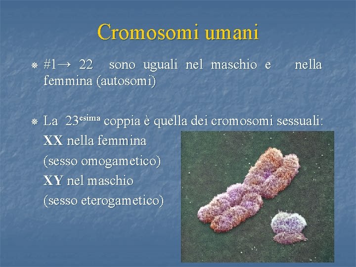 Cromosomi umani ¯ #1→ 22 sono uguali nel maschio e femmina (autosomi) nella ¯