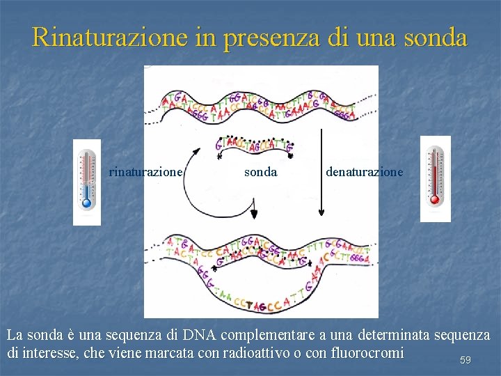 Rinaturazione in presenza di una sonda rinaturazione sonda denaturazione La sonda è una sequenza