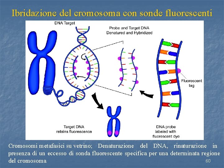 Ibridazione del cromosoma con sonde fluorescenti Cromosomi metafasici su vetrino; Denaturazione del DNA, rinaturazione