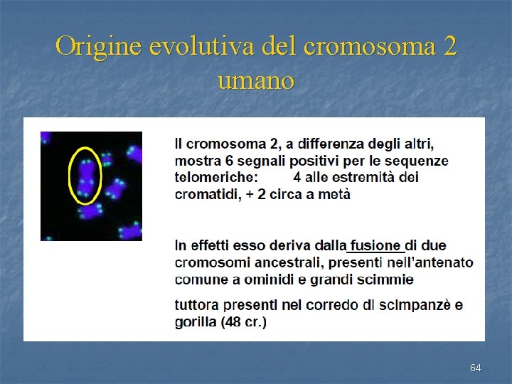 Origine evolutiva del cromosoma 2 umano 64 