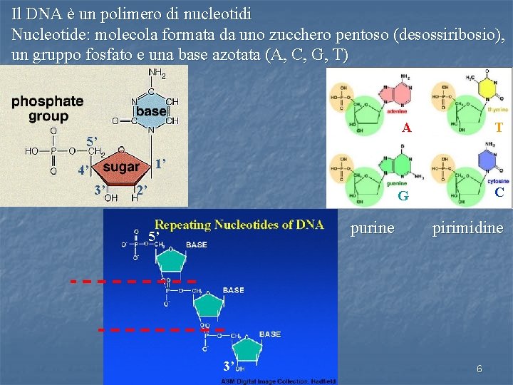 Il DNA è un polimero di nucleotidi Nucleotide: molecola formata da uno zucchero pentoso