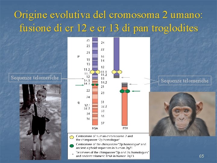 Origine evolutiva del cromosoma 2 umano: fusione di cr 12 e cr 13 di