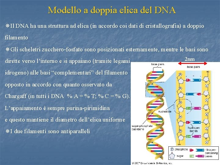 Modello a doppia elica del DNA ¯Il DNA ha una struttura ad elica (in