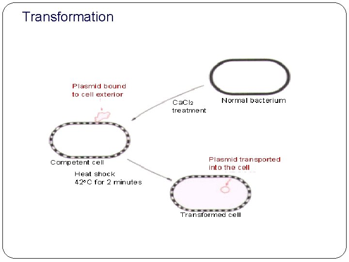 Transformation 