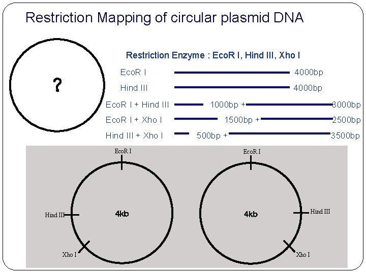 Restriction Mapping of circular plasmid DNA Restriction Enzyme : Eco. R I, Hind III,