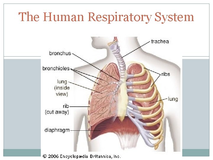 The Human Respiratory System 