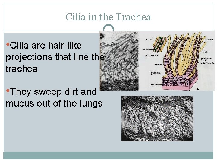 Cilia in the Trachea • Cilia are hair-like projections that line the trachea •