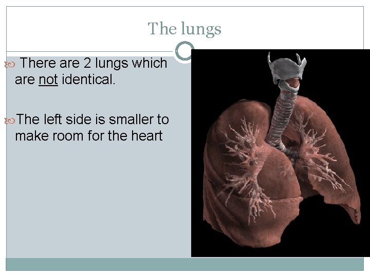 The lungs There are 2 lungs which are not identical. The left side is