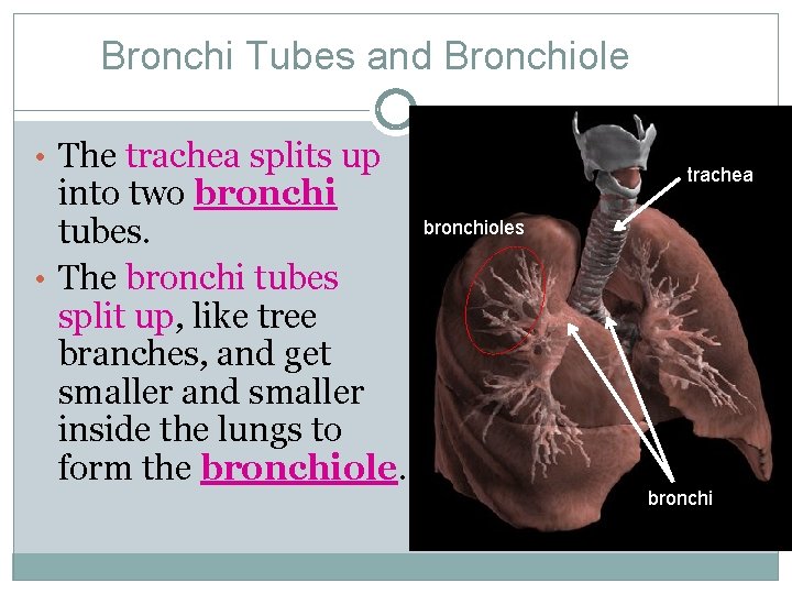 Bronchi Tubes and Bronchiole • The trachea splits up into two bronchi tubes. •
