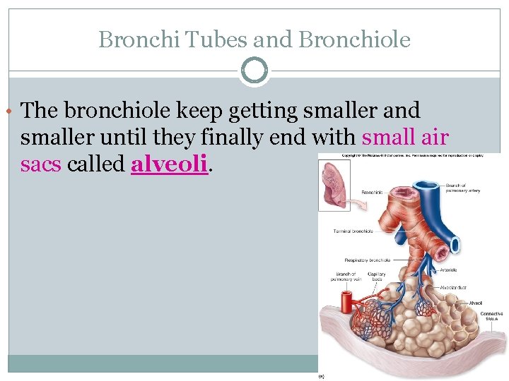 Bronchi Tubes and Bronchiole • The bronchiole keep getting smaller and smaller until they