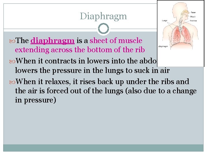 Diaphragm The diaphragm is a sheet of muscle extending across the bottom of the