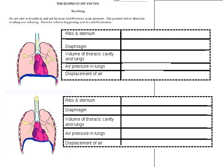 Inhaling Ribs & sternum Rises when intercostal muscles contract The Respiratory system Diaphragm Contracts