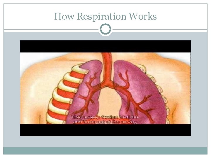 How Respiration Works 