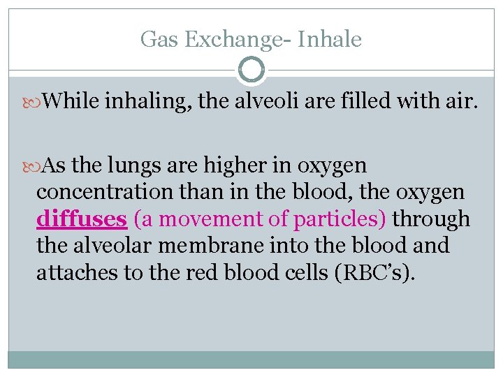 Gas Exchange- Inhale While inhaling, the alveoli are filled with air. As the lungs