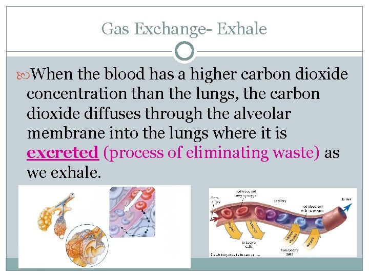 Gas Exchange- Exhale When the blood has a higher carbon dioxide concentration than the