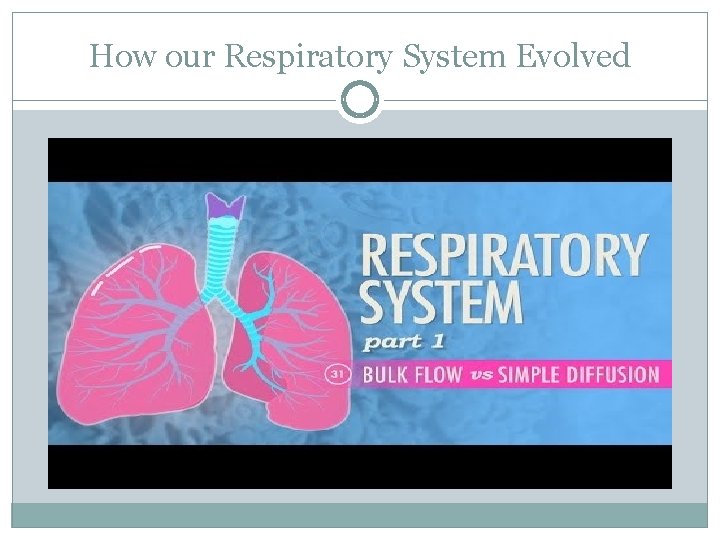 How our Respiratory System Evolved 