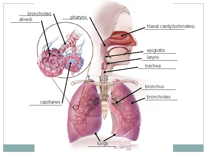 bronchioles alveoli pharynx Nasal cavity(turbinates) epiglottis larynx trachea bronchus bronchioles capillaries lungs 