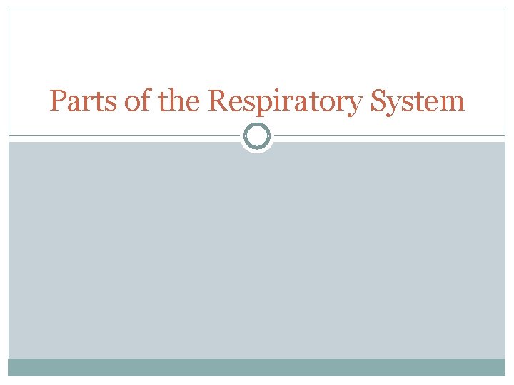 Parts of the Respiratory System 