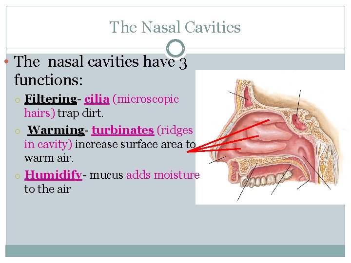 The Nasal Cavities • The nasal cavities have 3 functions: o Filtering- cilia (microscopic