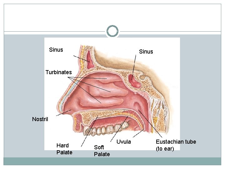 Sinus Turbinates Nostril Hard Palate Soft Palate Uvula Eustachian tube (to ear) 