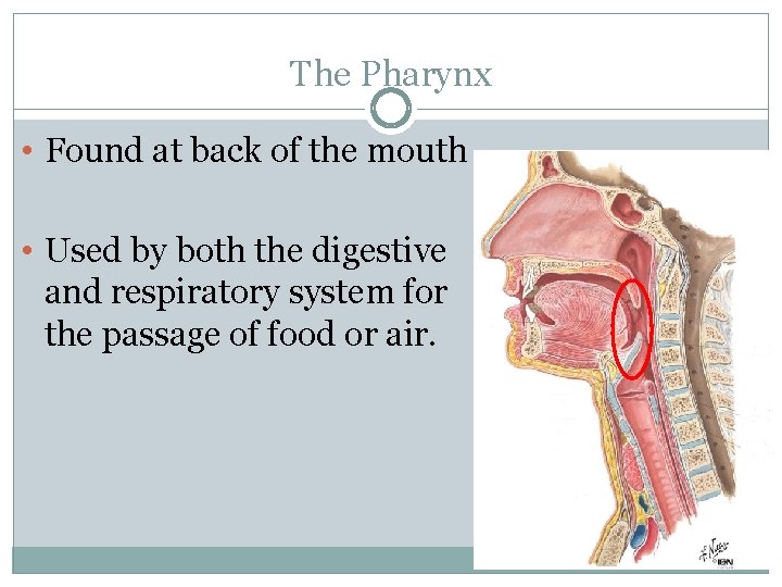 The Pharynx • Found at back of the mouth • Used by both the